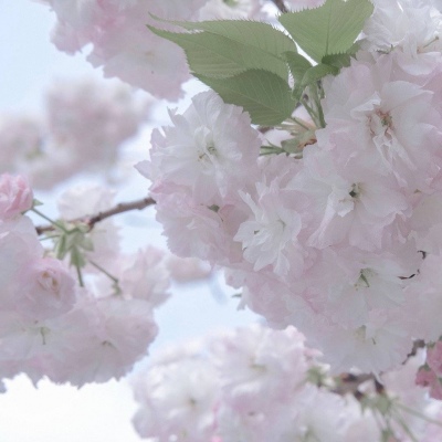 兽设萌系风格设计兽圈群